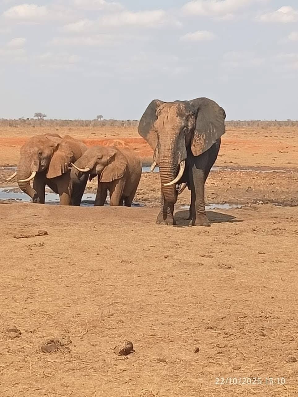 Elephant family at a Tsavo waterhole